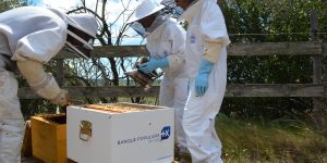 Visite de la ruche d'entreprise parrainée par la banque populaire du sud avec 3 apiculteurs en habits d'apiculteurs