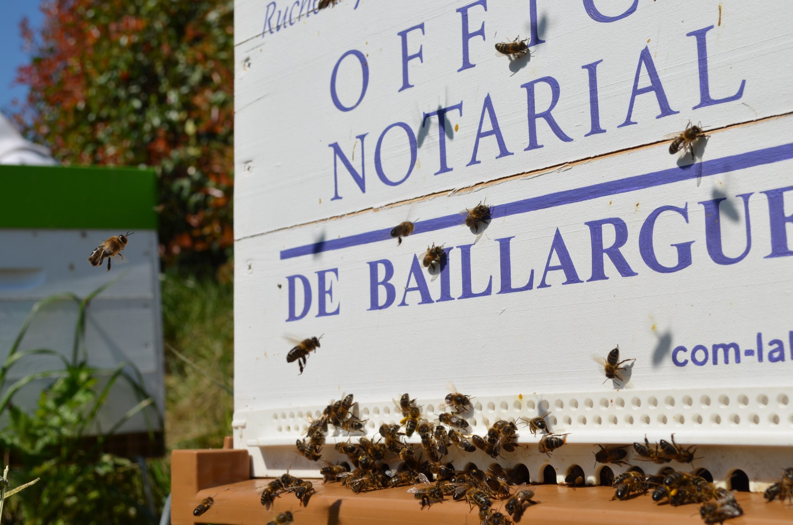 Parrainage de ruches de l'entreprise Office Notarial de Baillargues par Com-l'Abeille