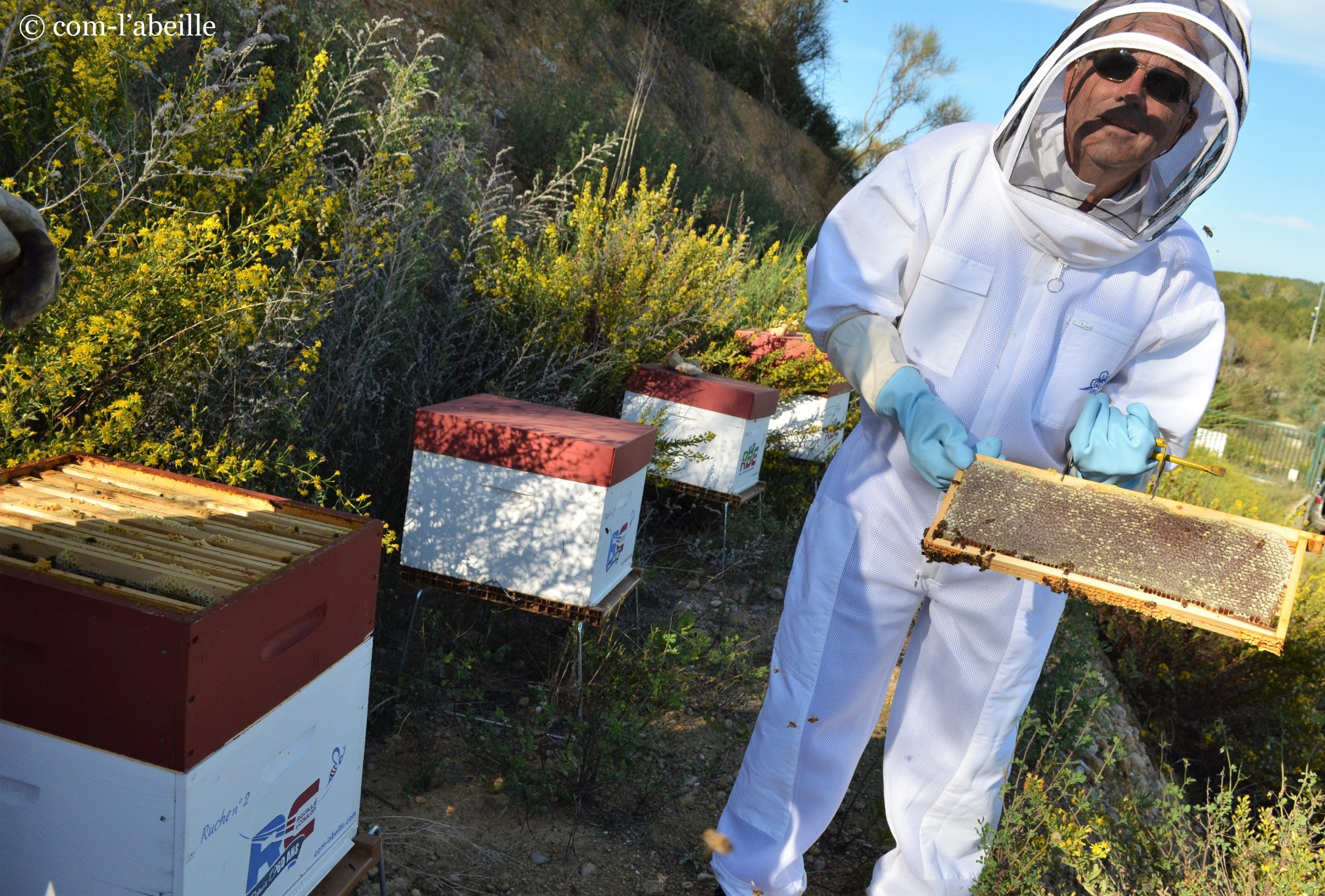 Rucher éco-responsable® entreprise de Transport Rouillé par Coulon, par Com-l'abeille, récolte du miel