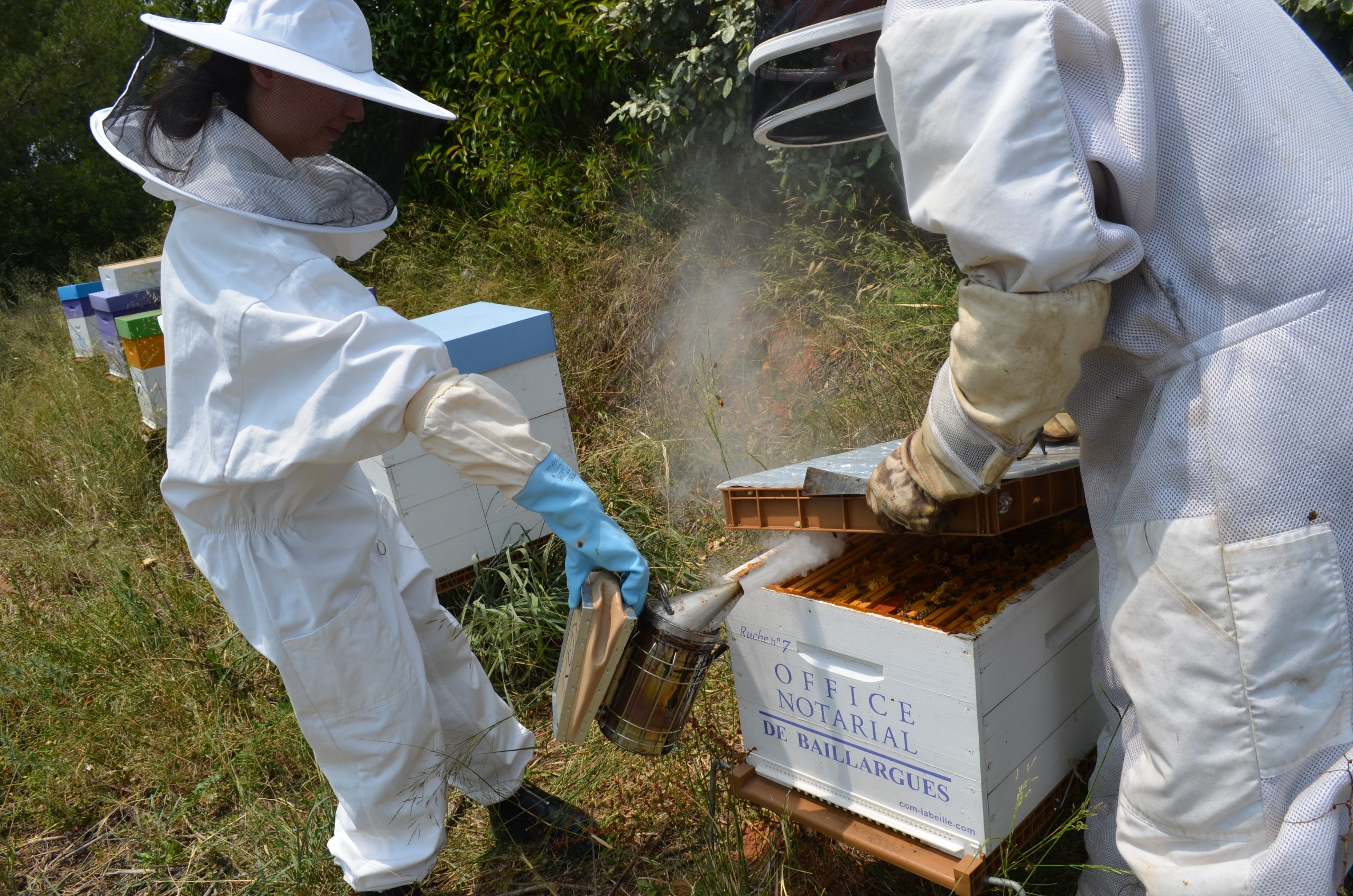 Visite des Apiculteurs des ruches de l'entreprise Office Notarial de Baillargues