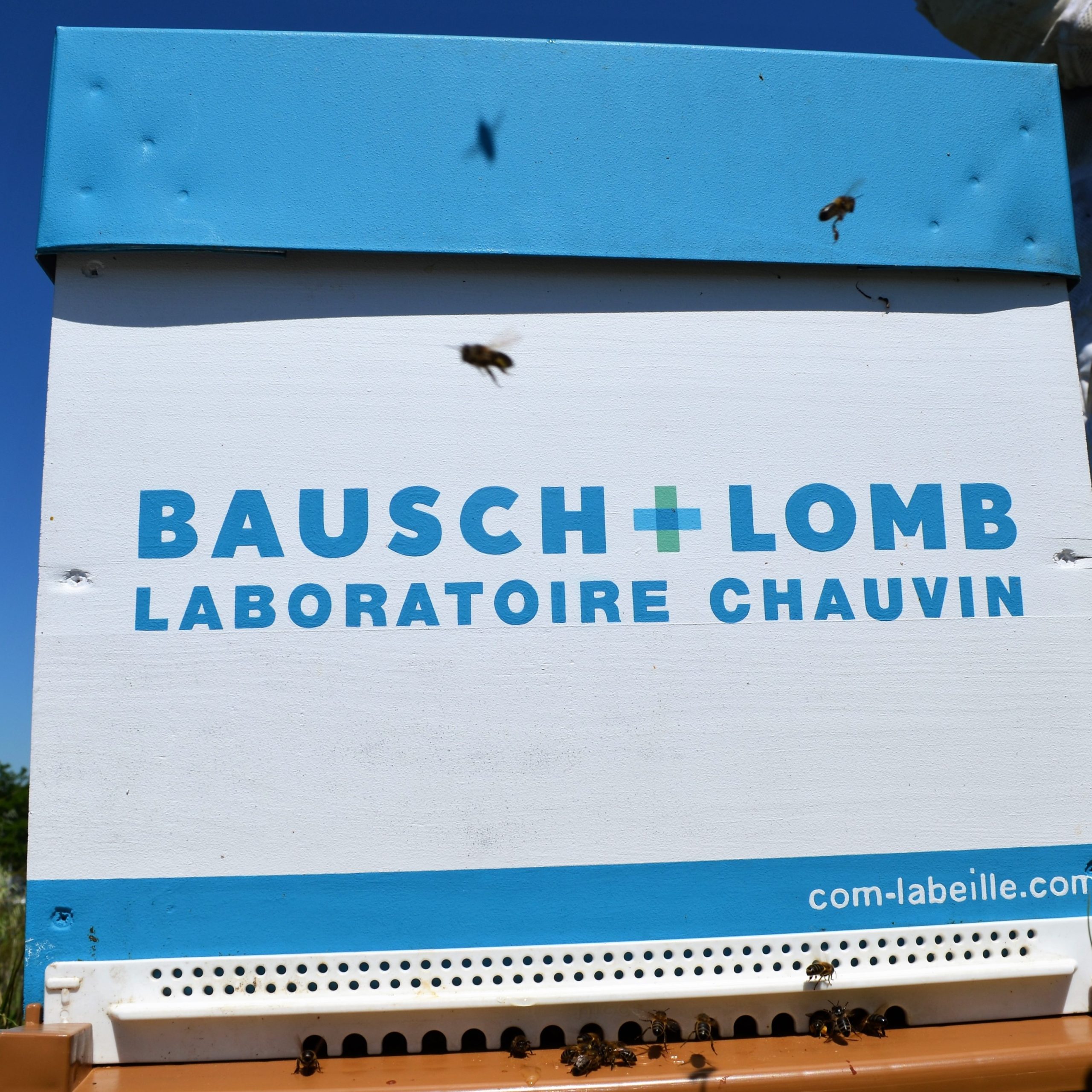 Parrainage Ruche Laboratoire Chauvin Bausch and Lomb