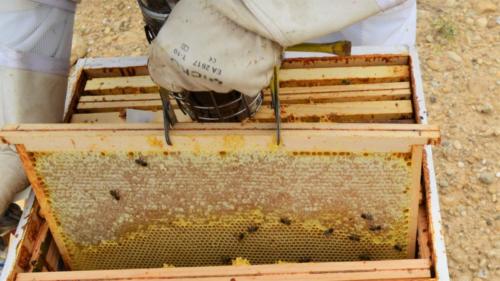 3.reserve de miel dans ruche
