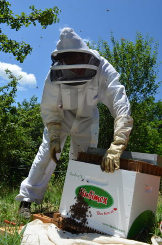 7.Essaim entre dans la ruche