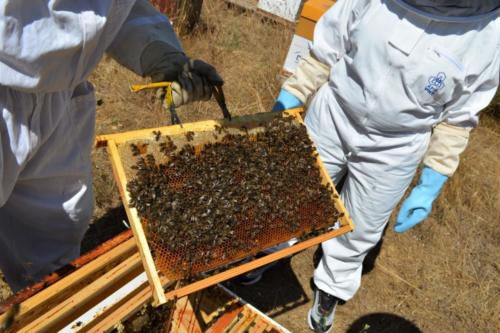 8.Visite apicole juin 22