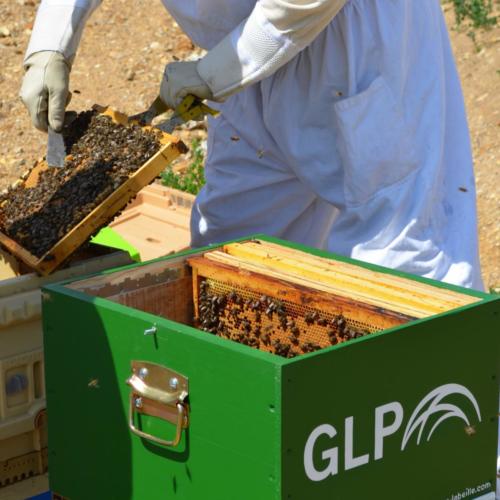 9.Transfert des ruches à l'Inauguration de Lormaison